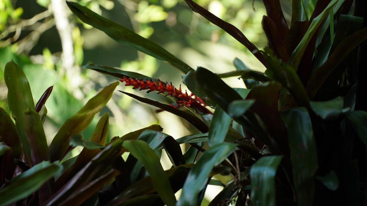 Finca La Argelia Quimbaya Εξωτερικό φωτογραφία