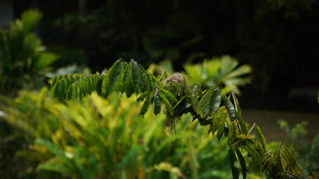 Finca La Argelia Quimbaya Εξωτερικό φωτογραφία